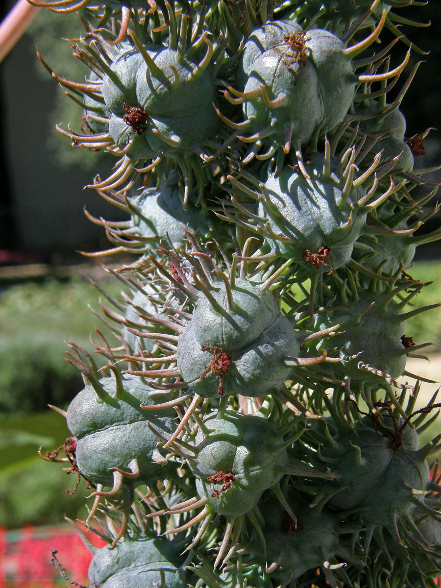 Skočec obecný (Ricinus communis L.)