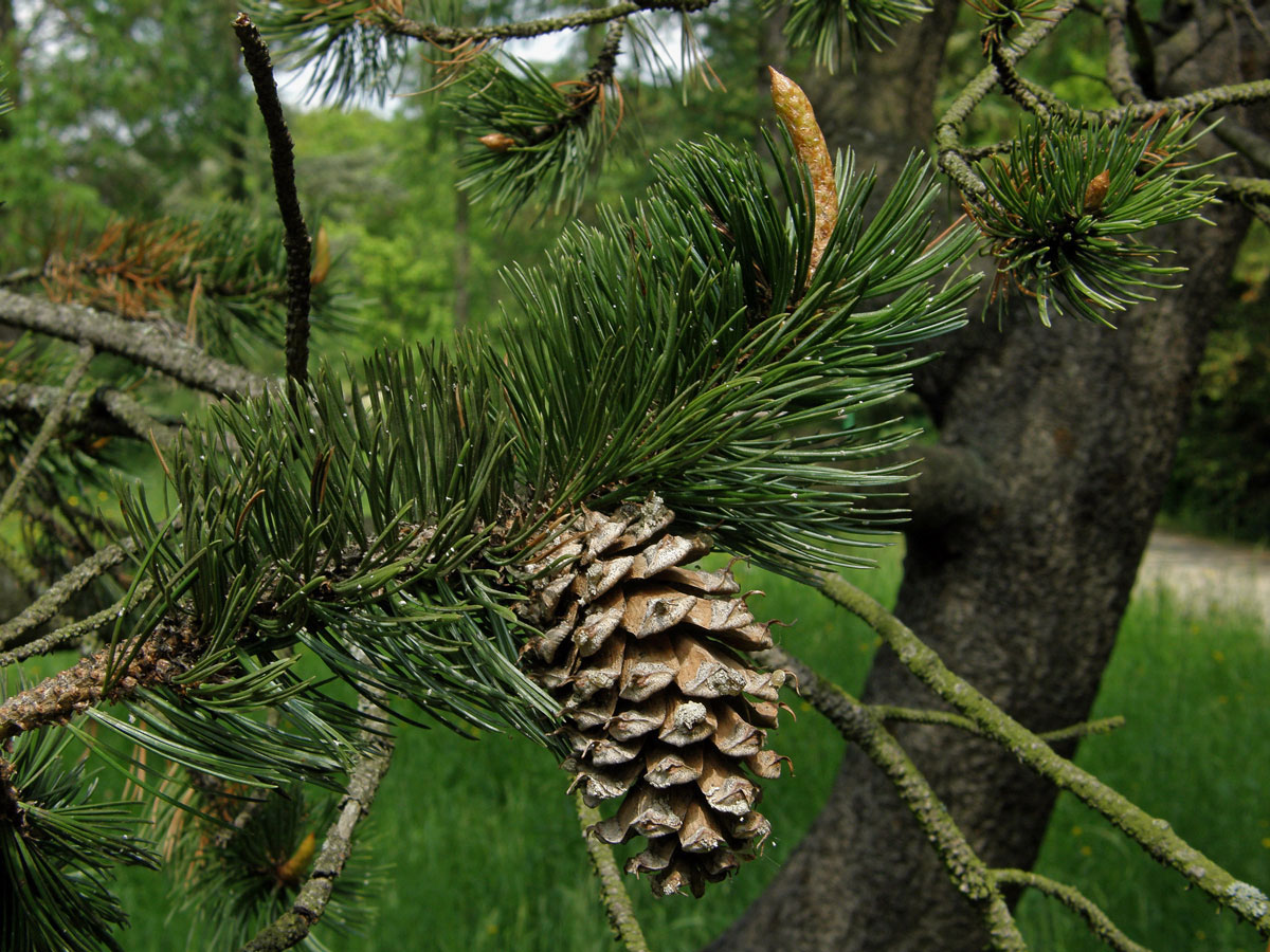 Borovice osinatá (Pinus aristata Engelm.)