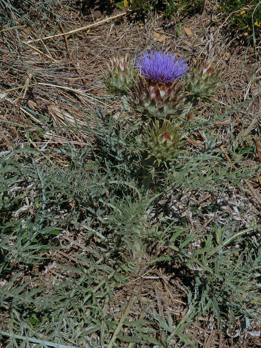 Artyčok kardový (Cynara cardunculus L.)