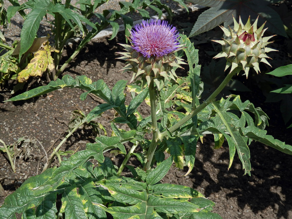 Artyčok zeleninový (Cynara scolymus L.)