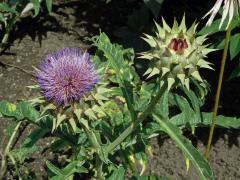 Artyčok zeleninový (Cynara scolymus L.)