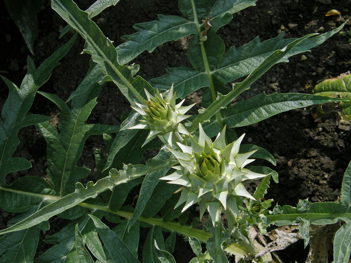 Artyčok zeleninový (Cynara scolymus L.)