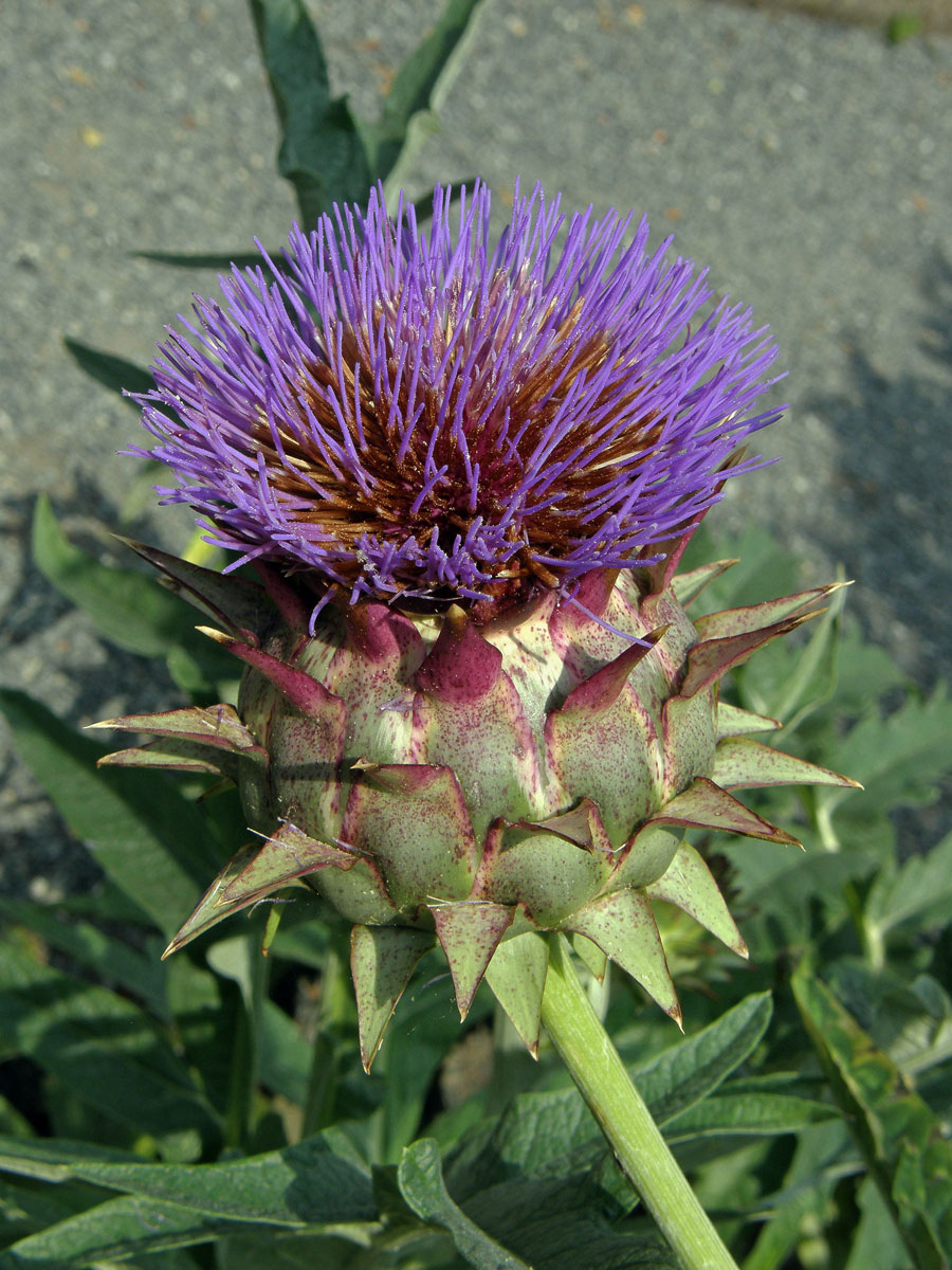 Artyčok zeleninový (Cynara scolymus L.)