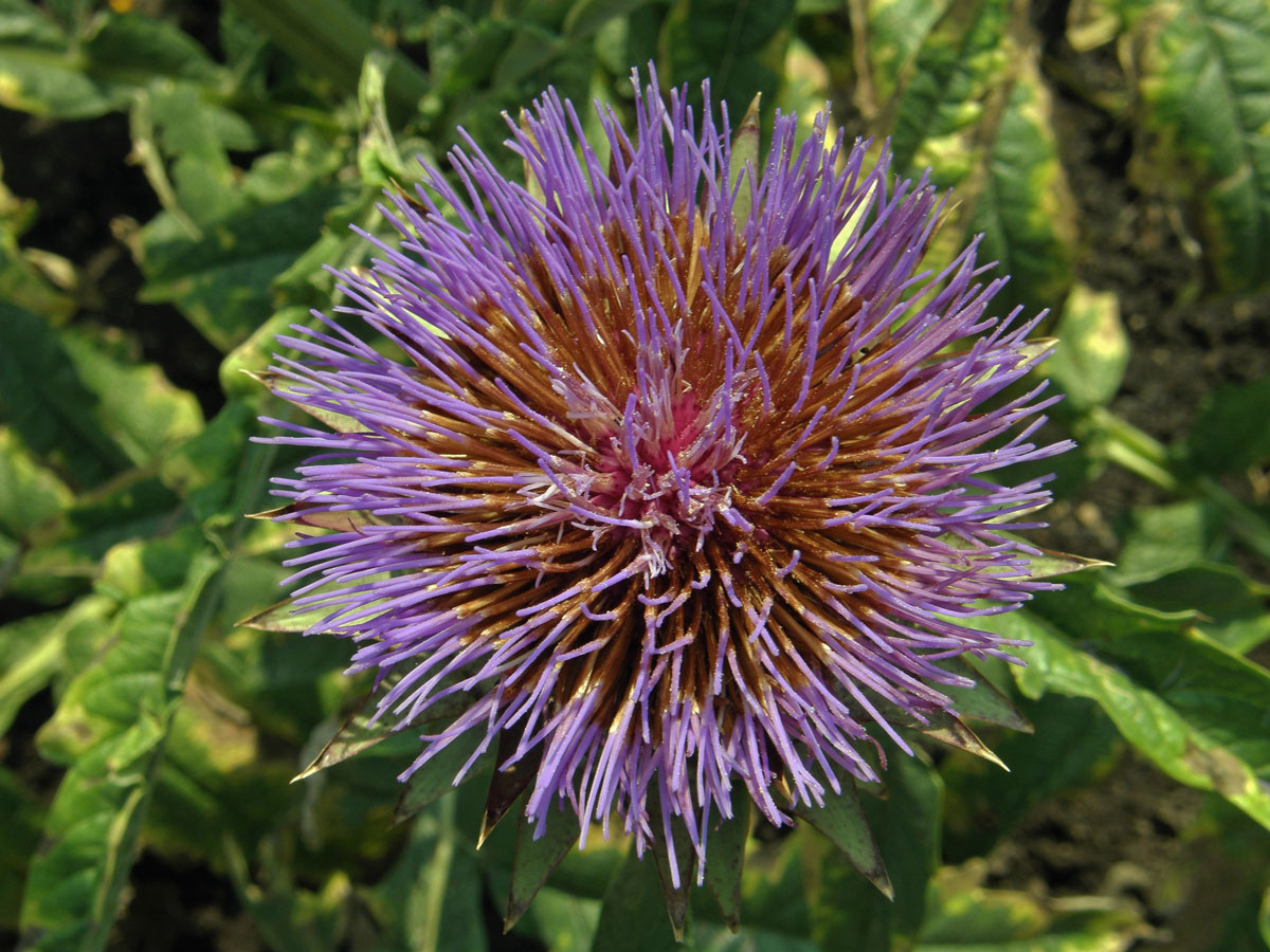 Artyčok zeleninový (Cynara scolymus L.)