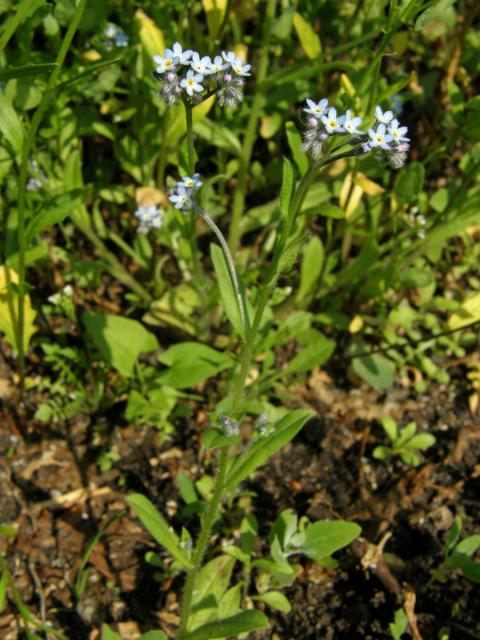 Pomněnka rolní (Myosotis arvensis (l.) Hill)