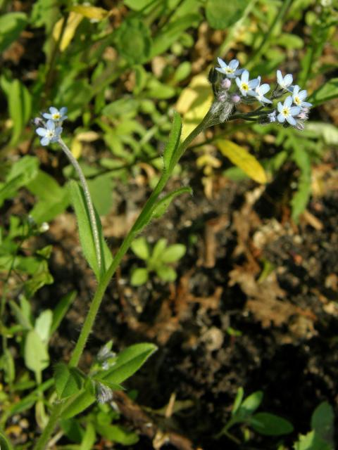 Pomněnka rolní (Myosotis arvensis (l.) Hill)