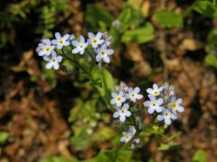 Pomněnka rolní (Myosotis arvensis (l.) Hill)