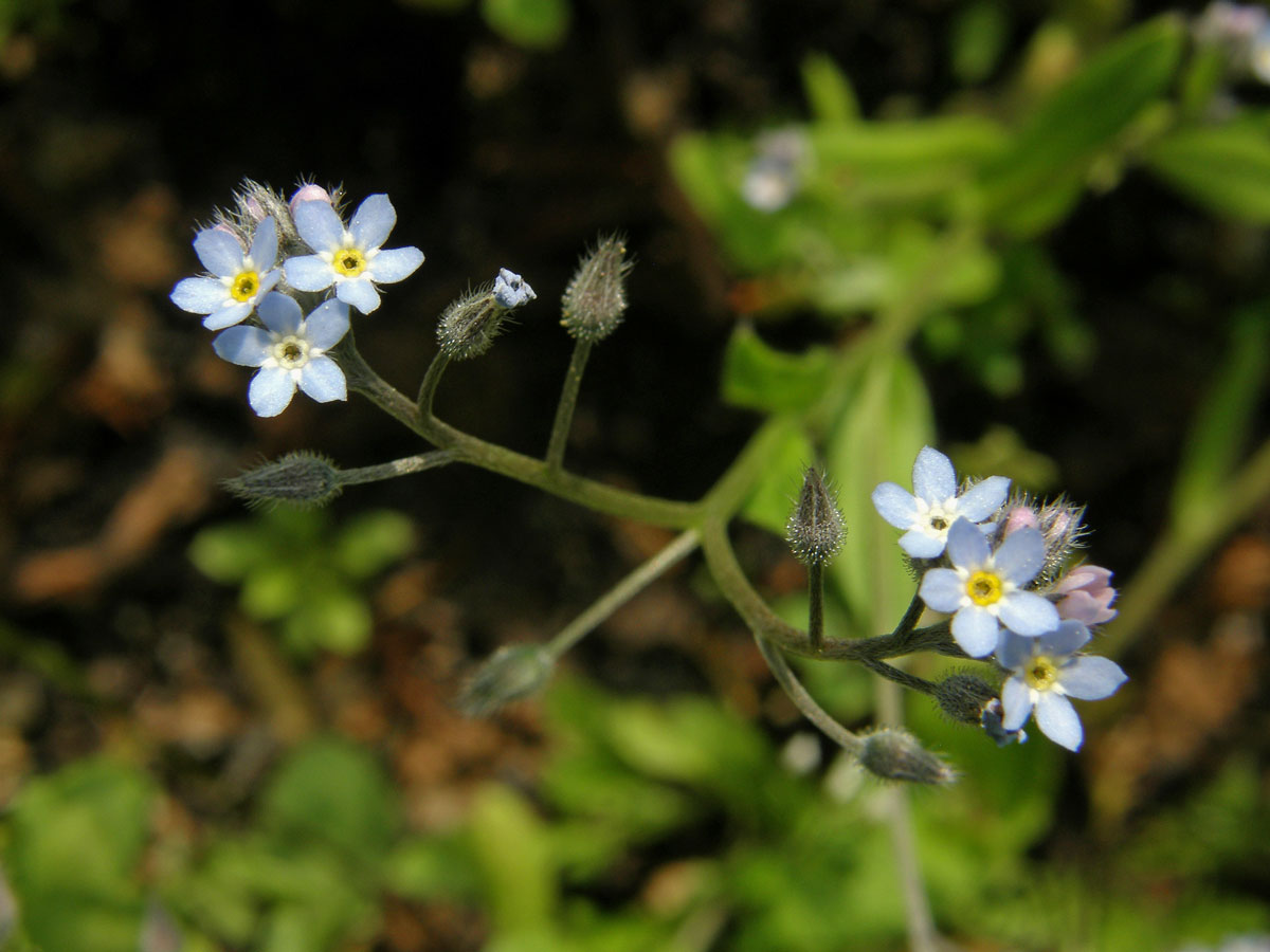 Pomněnka rolní (Myosotis arvensis (l.) Hill)