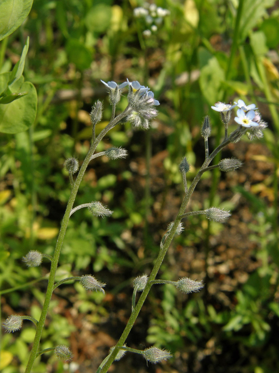 Pomněnka rolní (Myosotis arvensis (l.) Hill)