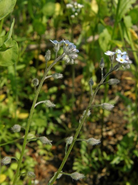 Pomněnka rolní (Myosotis arvensis (l.) Hill)