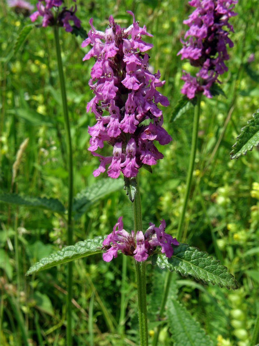 Bukvice lékařská (Betonica officinalis L.)