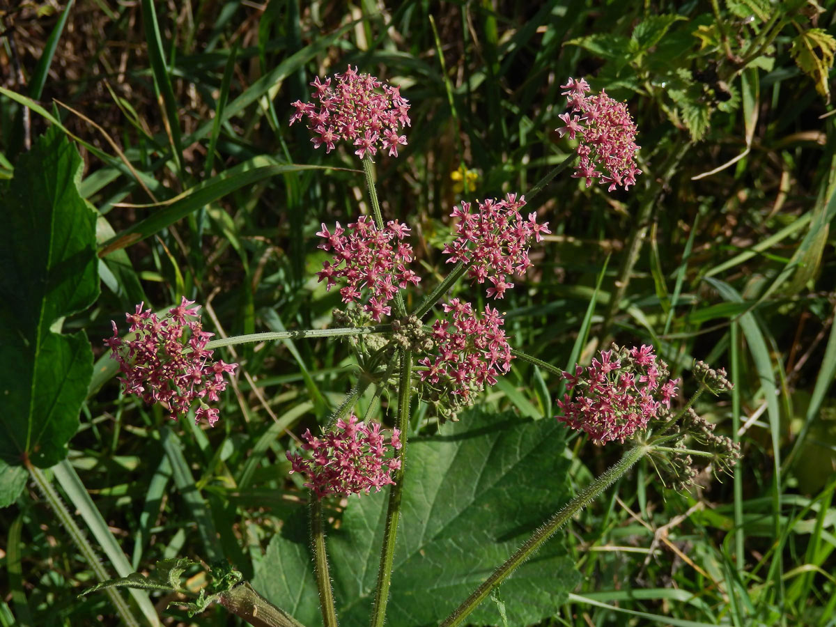 Bolševník obecný (Heracleum sphondylicum L.) (1a)