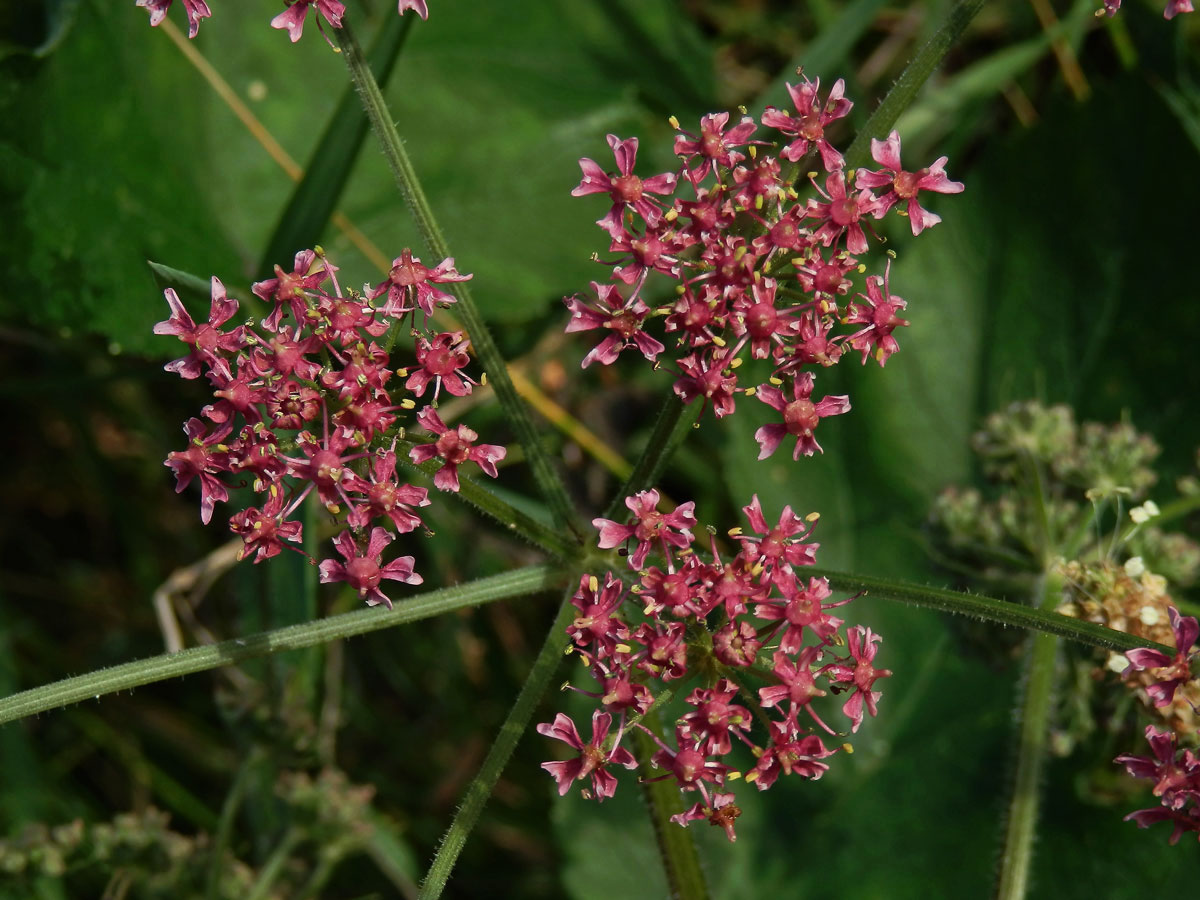 Bolševník obecný (Heracleum sphondylicum L.) (1b)