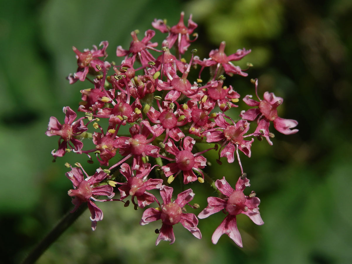 Bolševník obecný (Heracleum sphondylicum L.) (1c)