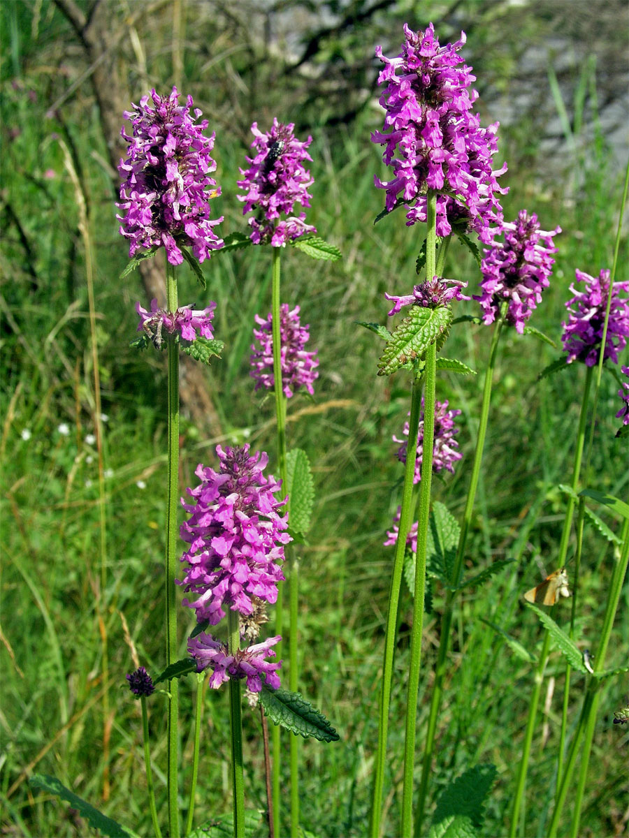 Bukvice lékařská (Betonica officinalis L.)