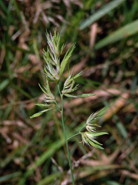 Srha laločnatá (říznačka) (Dactylis glomerata L.) - proliferace (2a)