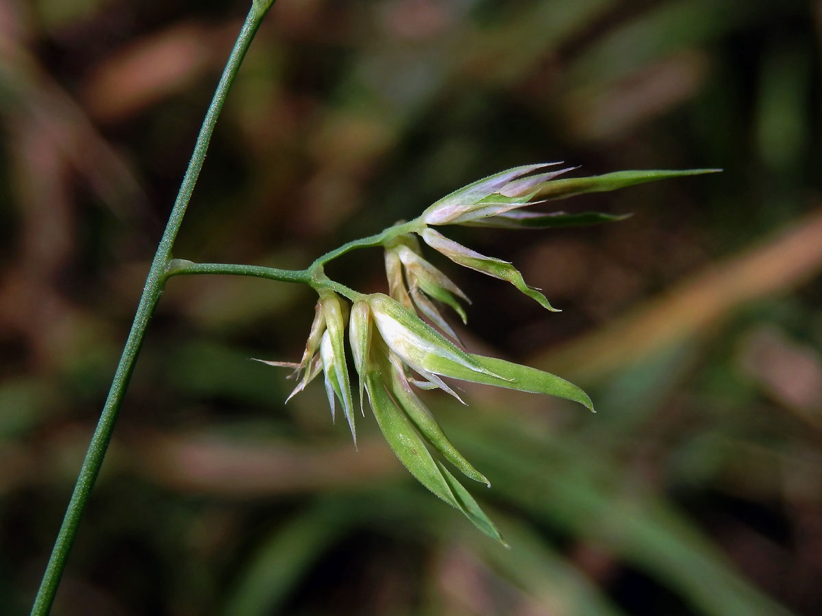 Srha laločnatá (říznačka) (Dactylis glomerata L.) - proliferace (2b)