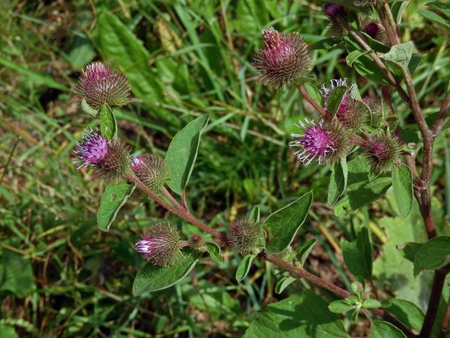 Lopuch menší (Arctium minus (Hill) Bernh.)