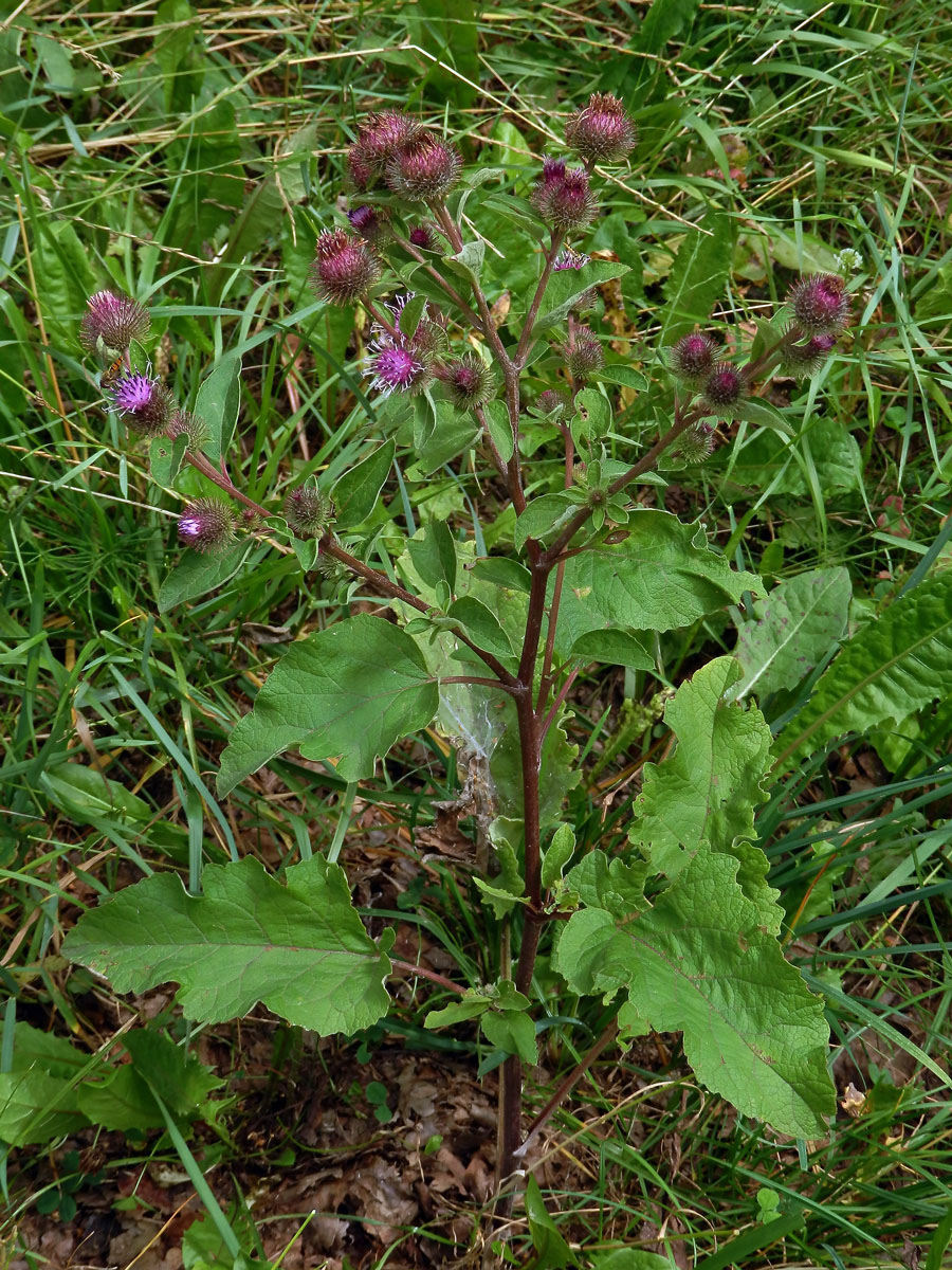 Lopuch menší (Arctium minus (Hill) Bernh.)