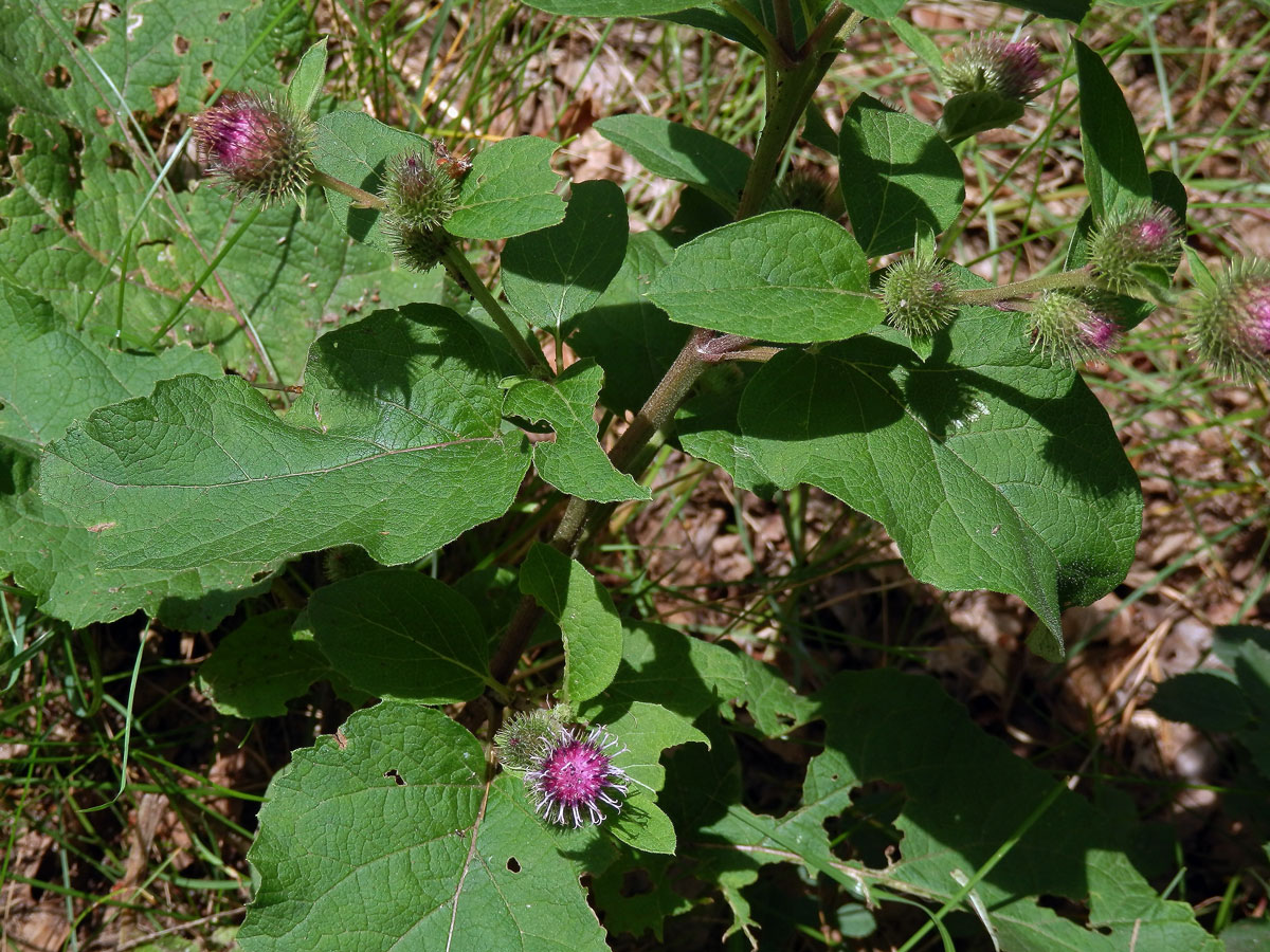 Lopuch menší (Arctium minus (Hill) Bernh.)