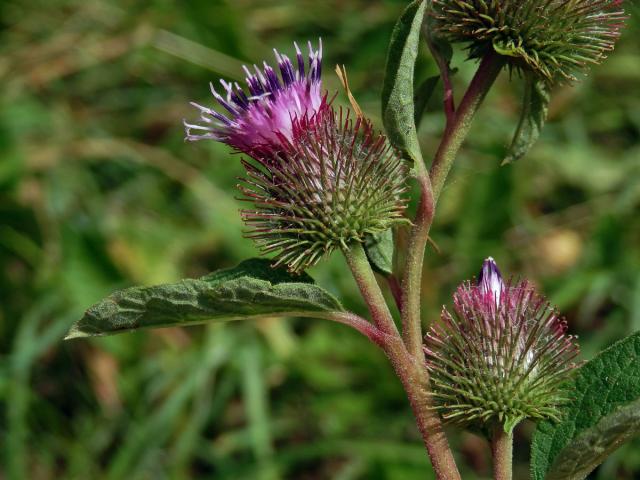 Lopuch menší (Arctium minus (Hill) Bernh.)