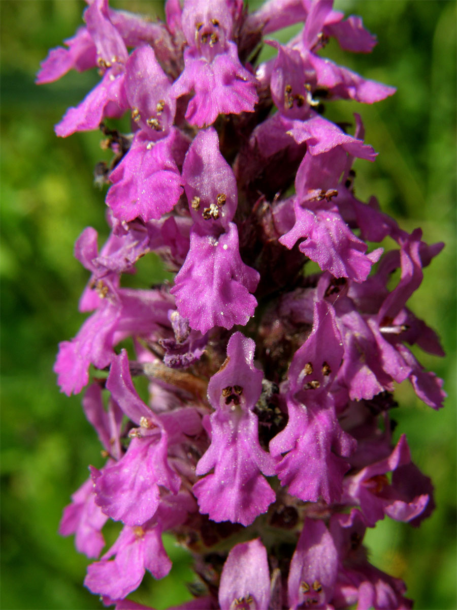 Bukvice lékařská (Betonica officinalis L.)