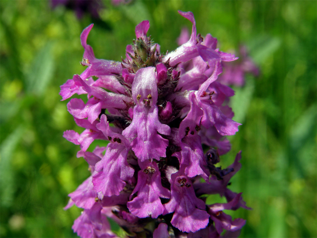 Bukvice lékařská (Betonica officinalis L.)