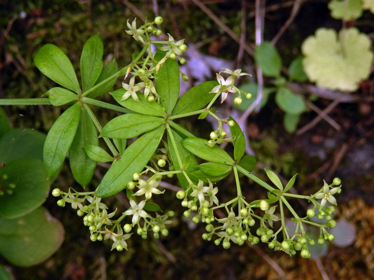 Mořena cizí (Rubia peregrina L.)