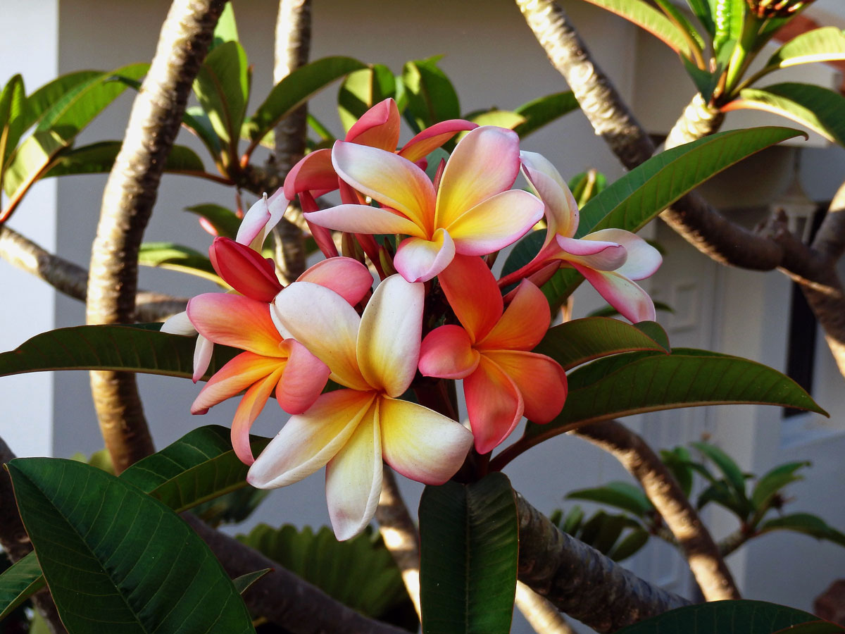 Plumérie (Plumeria rubra L.)