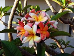 Plumérie (Plumeria rubra L.)