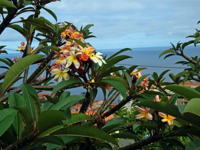 Plumérie (Plumeria rubra L.)