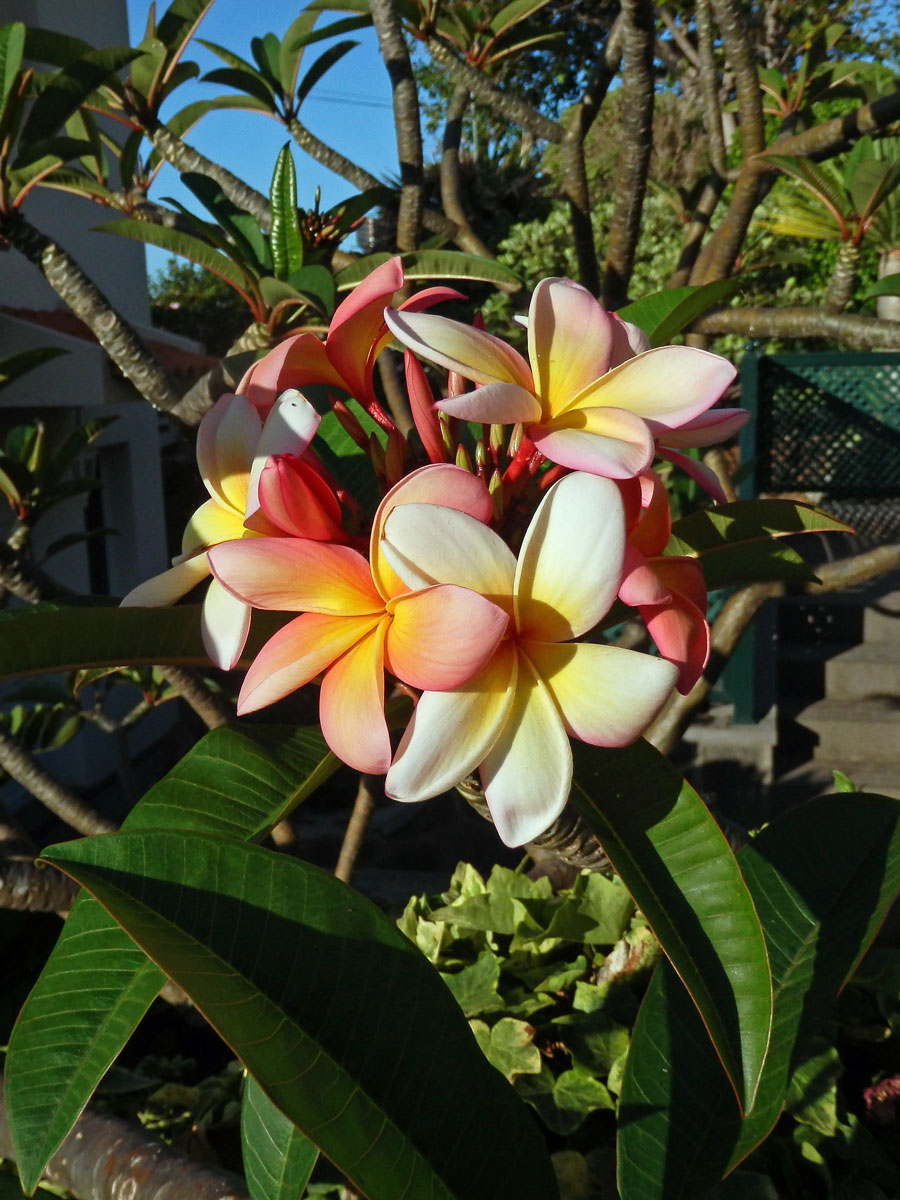 Plumérie (Plumeria rubra L.)