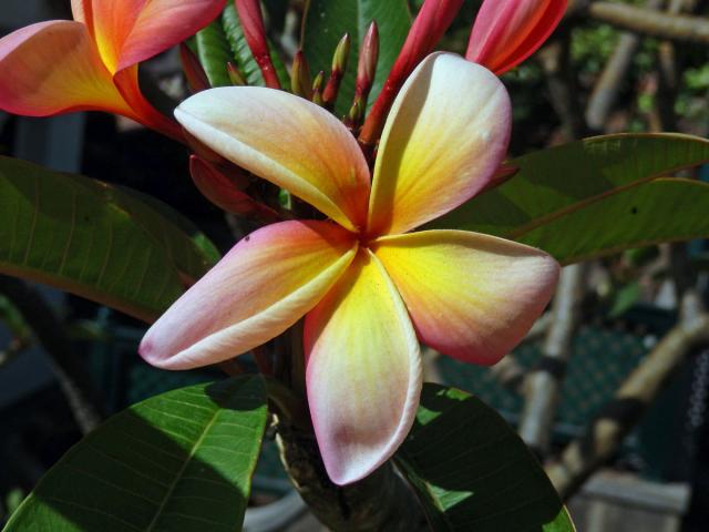 Plumérie (Plumeria rubra L.)