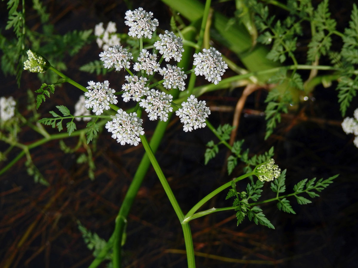 Halucha vodní (Oenanthe aquatica (L.) Poiret)