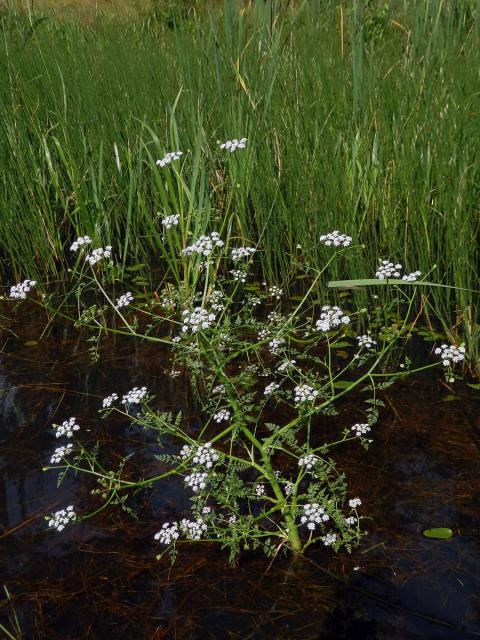 Halucha vodní (Oenanthe aquatica (L.) Poiret)