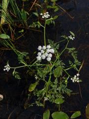 Halucha vodní (Oenanthe aquatica (L.) Poiret)