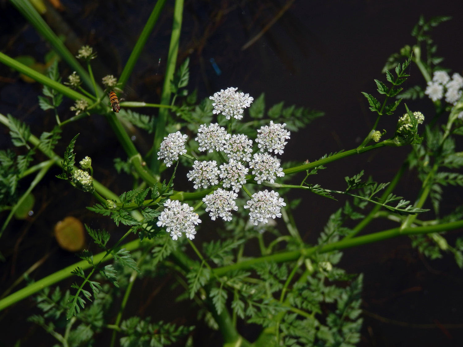 Halucha vodní (Oenanthe aquatica (L.) Poiret)