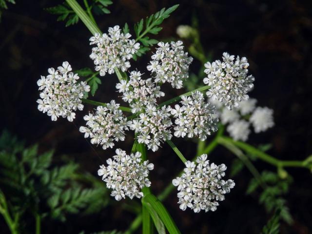 Halucha vodní (Oenanthe aquatica (L.) Poiret)