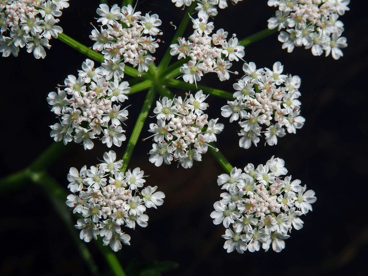 Halucha vodní (Oenanthe aquatica (L.) Poiret)