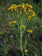 Fasciace jestřábníku savojského (Hieracium sabaudum L.) (1b)