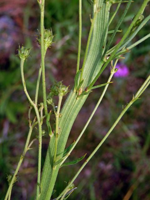 Fasciace jestřábníku savojského (Hieracium sabaudum L.) (1c)