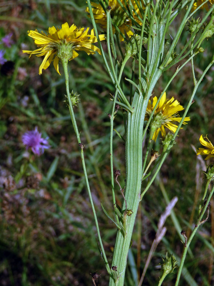 Fasciace jestřábníku savojského (Hieracium sabaudum L.) (1d)