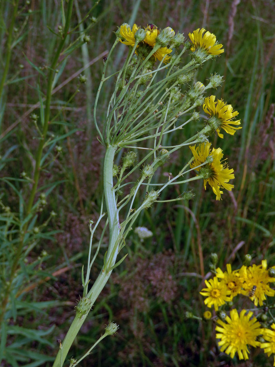 Fasciace jestřábníku savojského (Hieracium sabaudum L.) (2a)