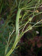 Fasciace jestřábníku savojského (Hieracium sabaudum L.) (2b)