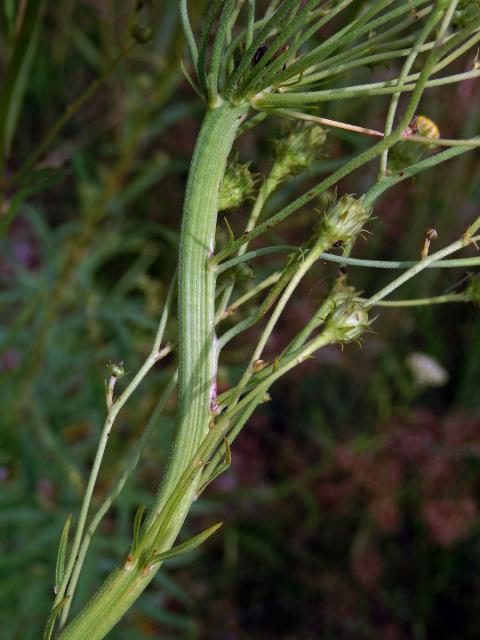 Fasciace jestřábníku savojského (Hieracium sabaudum L.) (2b)