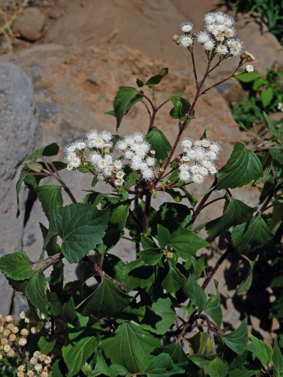 Nestarka (Ageratina adenophora (Spreng.) King & H.E. Robins.)