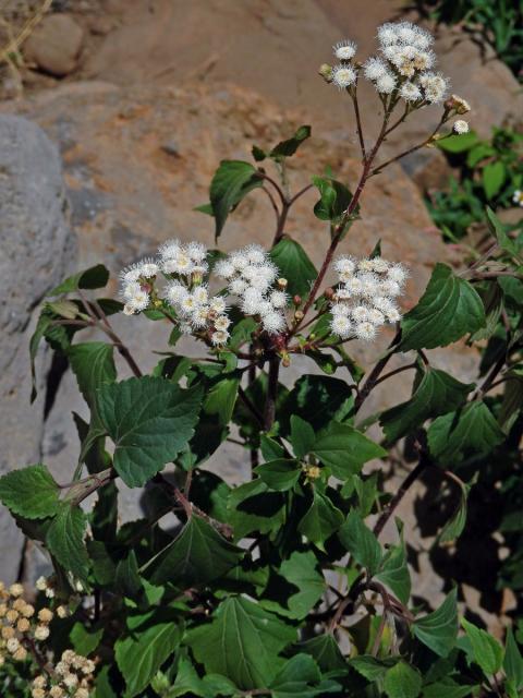 Nestarka (Ageratina adenophora (Spreng.) King & H.E. Robins.)