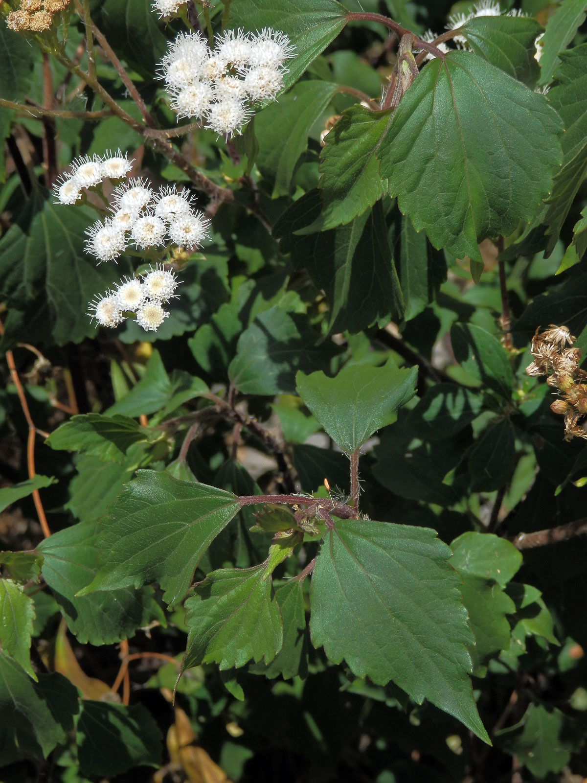 Nestarka (Ageratina adenophora (Spreng.) King & H.E. Robins.)