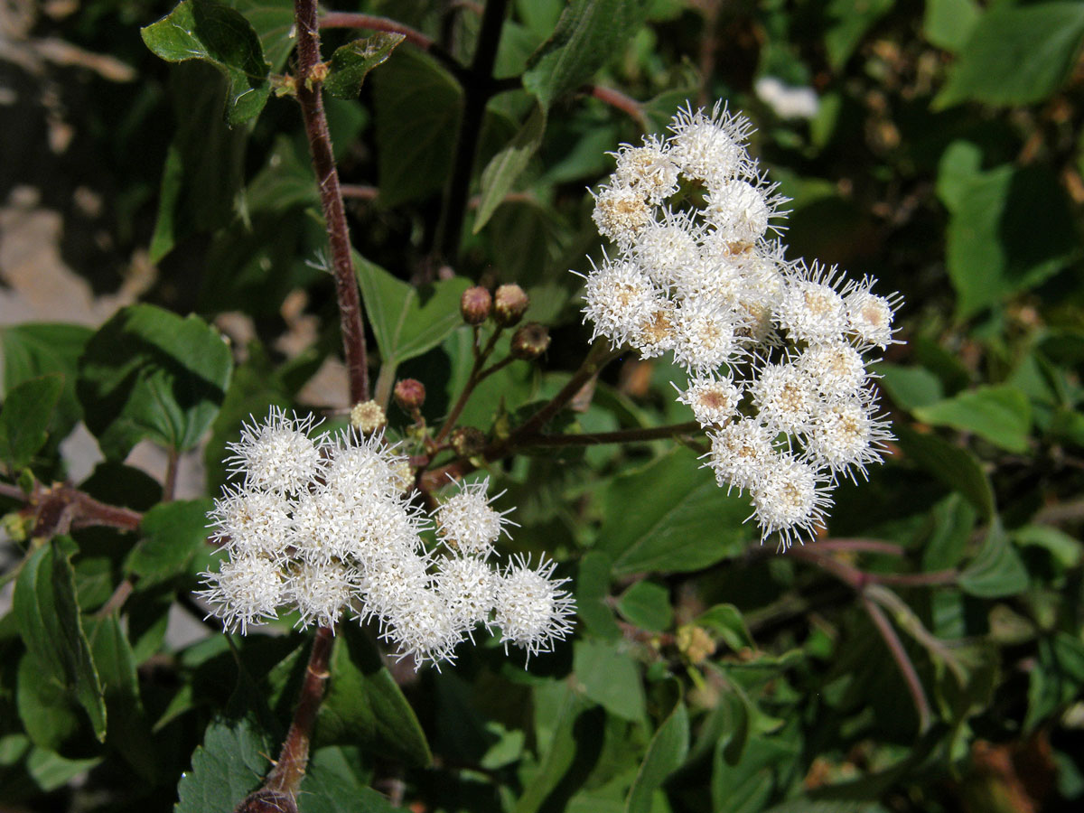 Nestarka (Ageratina adenophora (Spreng.) King & H.E. Robins.)