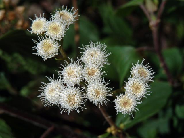 Nestarka (Ageratina adenophora (Spreng.) King & H.E. Robins.)